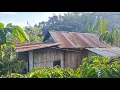 Download Lagu Petik Sayuran Di Sekitar Rumah, Buah Gembili / Kentang Rambat, Kehidupan Nyata