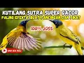 PANCINGAN KUTILANG SUTRA SUPER GACOR, Burung Kutilang Sutra/Percang/cepcep