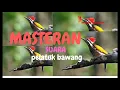 Lagu MASTERAN SUARA BURUNG PELATUK BAWANG JERNIH ‼️