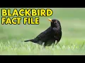 Download Lagu Blackbird: Fact File (British Wildlife Facts)