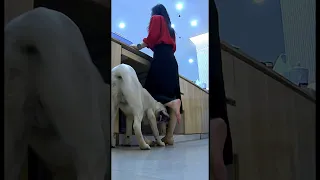 Puppy Love Pretty Feet EP4 Playing With Adorable Little Feet Chictoes Toesonpoint 