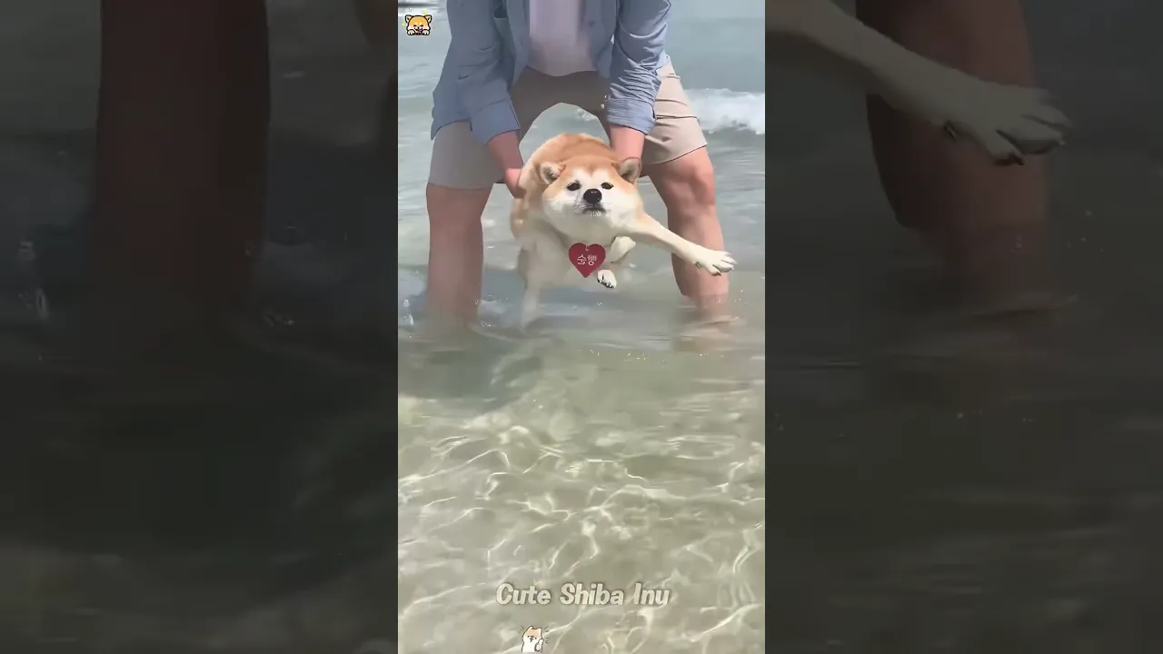 Funny animals