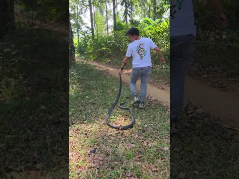 Snake in the jungle ...