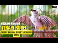 Lagu KICAU BURUNG‼️TRUCUKAN GACOR ROPEL PANJANG🛑 Pancingan Burung Trucuk Bahan Cepat NYAUT EMOSI