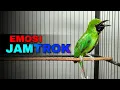 Download Lagu Emosi jamtrok || Cucak ijo gacor nembak nembak pemicu naikan emosi