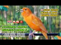 Download Lagu Kenari GACOR NGEREK‼️ Masteran Kenari PAUD dan Pancingan Kenari MACET BUNYI dan Betina NGIWIR - 74
