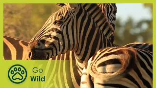 Zebra - Africa s Wild Wonders