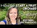 How to Start a Fruit Orchard CHEAP