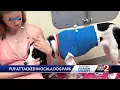 Puppy attacked in Ocala dog park officers searching for dog s owners