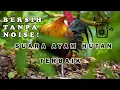 Download Lagu SUARA AYAM HUTAN MERAH | Khusu untuk pemburu hewan di hutan