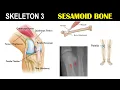 Skeleton 3 Sesamoid bone Patella Knee Cap Dr Ghanshyam Jangid