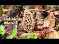 Morel mushroom hunting in Tennessee March 2024