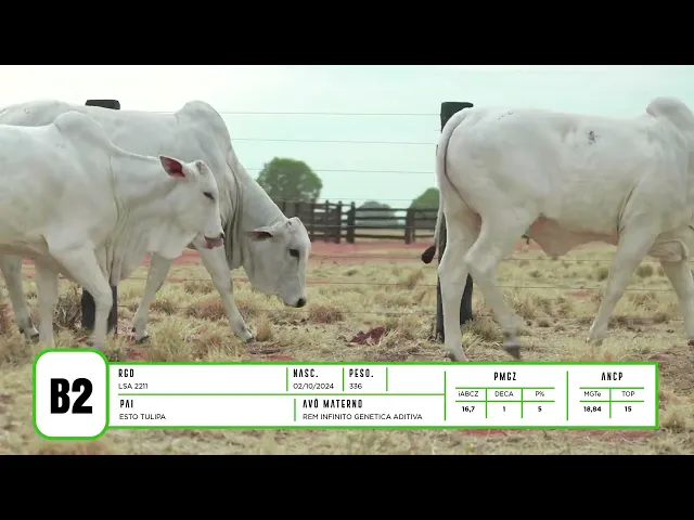 7 BEZERRAS NELORE P.O.