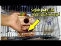 Download Lagu Sejak Pake ini Produksi jadi lancar ‼️Media Sarang Terbaik untuk Lovebird.