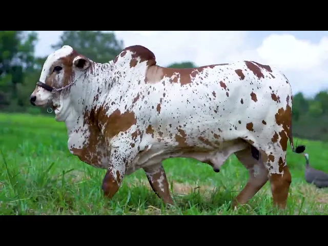 Garrote Nelore MLR - 347