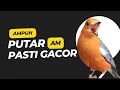 Download Lagu Anis Merah Official 41| Banyak yang LANGSUNG BUNYI mendengar pancingan Anis Merah ini buktikan dalam