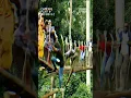 Download Lagu Canopy walkway at Kakum collapses as tourists crossing