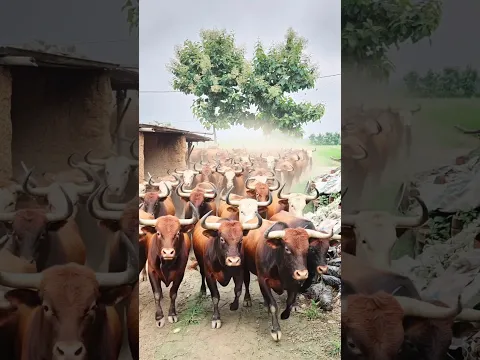 saari duniya jalaa dunga 😭 #shorts​ #shortsvideo​ #status​ #viralshorts​ #viralvideo​ #ytshorts