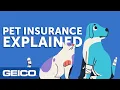 Pet Insurance Explained - GEICO Insurance