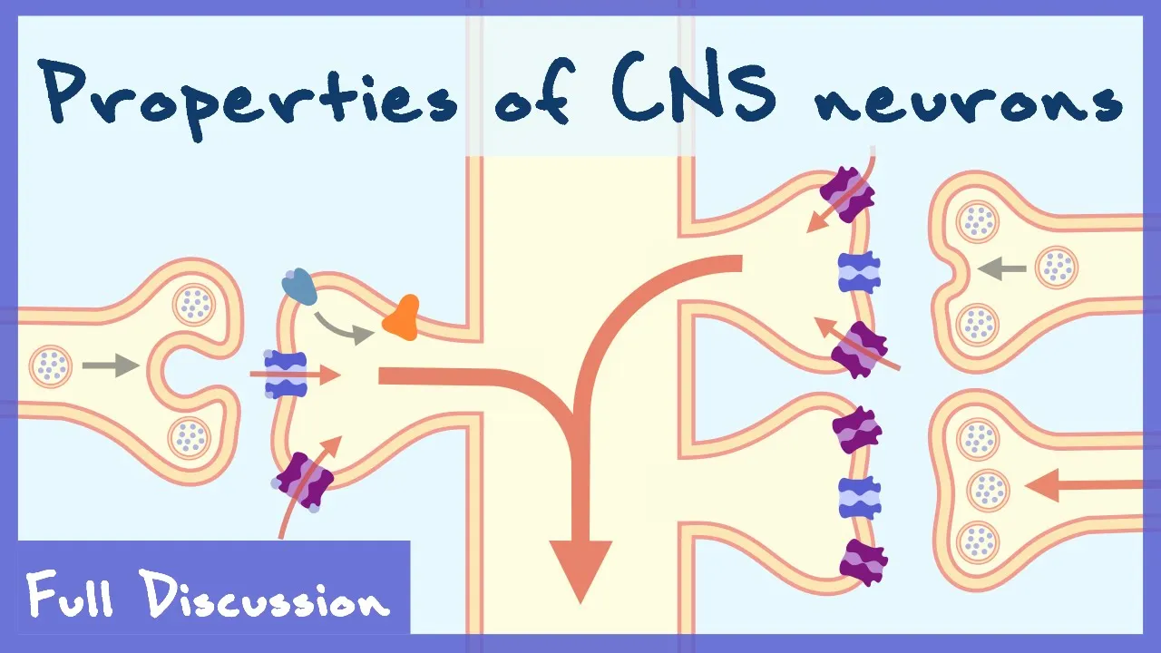 Properties of Neurons In The Central Nervous System (Neurophysiology) | Full discussion