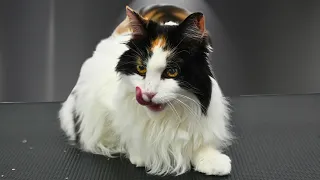 A Gorgeous Senior Bicolour Calico Cat