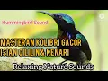 Download Lagu Masteran Kolibri Gacor Isian Cililin \u0026 Kenari || Hummingbird Sounds