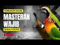 Download Lagu Masteran Wajib Murai Fighter Full Tembakan #masteranmuraibatu #masteranmuraifullisian