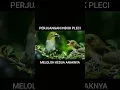 Download Lagu INDUK PLECI MELOLOH ANAKNYA #pleci #burung #alam #short #shorts #viral #trending