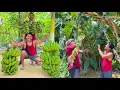 Download Lagu গ্রামের মানুষদের কঠোর পরিশ্রমেই এত ফলন ❤️🌱''