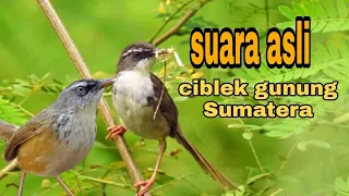 suara asli burung prenjak gunung ciblek gunung sumatera