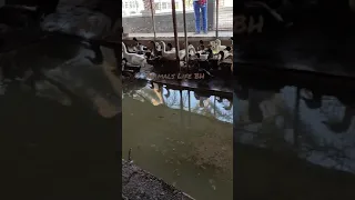 صراخ البط صوت البطة جمال الحيوانات وقت الشردة الهروب الكبير 