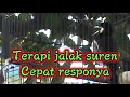 Download Lagu TERAPI JALAK SUREN BIAR GACOR