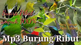 Download Suara pikat burung ribut || suara pikat ampuh MP3