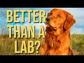 Golden Retrievers Pros Cons