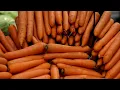 Grimmway Farms says all carrots on store shelves are safe after E coli outbreak