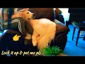 GREAT PYRENEES loves soft touch and gentle petting very cuddly with tiny little Chiweenie