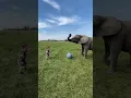 Download Lagu Elephants make me happy#elephant #funnyelphants #zoos