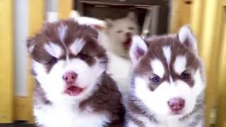 Funny Husky Puppies Funny Husky Compilation 2017