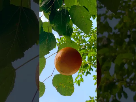 Tangerine Trailer