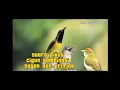 Download Lagu Suara pikat sogon kombinasi prinjak dan ciblek dijamin ampuh🔥🔥
