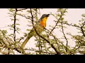 Download Lagu Grey-headed Bushshrike Calling