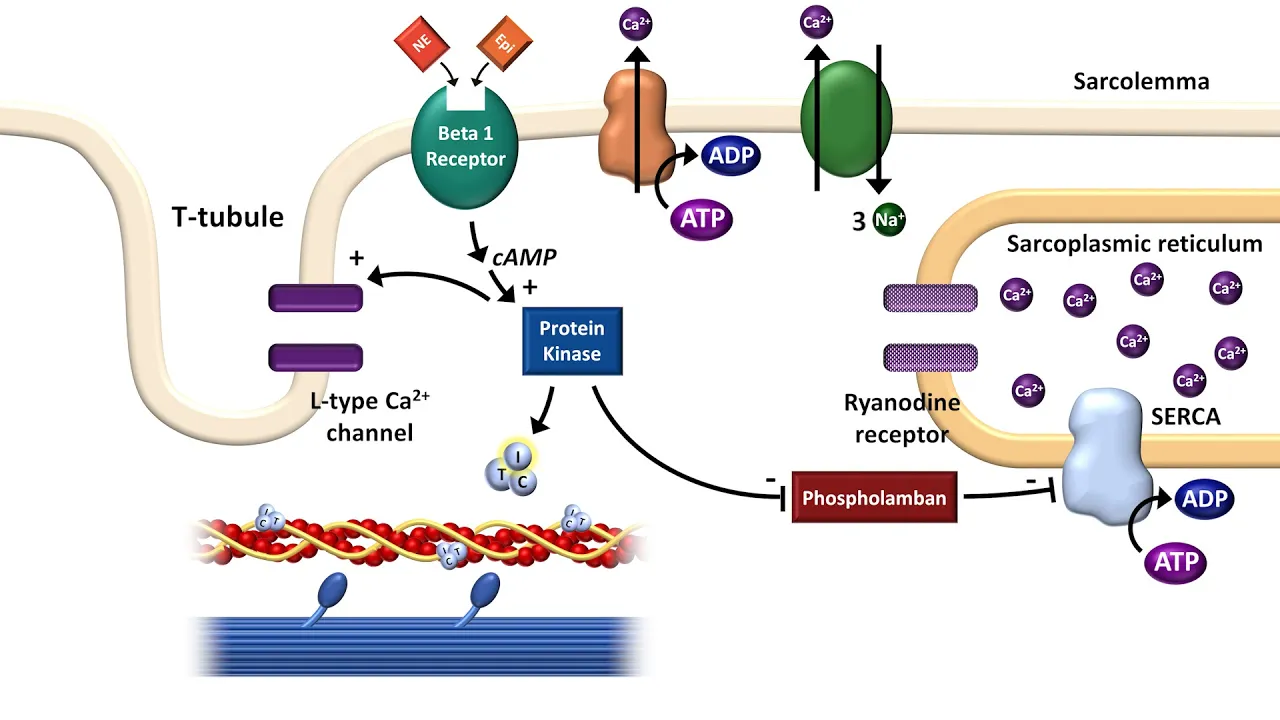 Cardiac Excitation-Contraction Coupling Explained