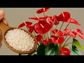 Download Lagu One tablespoon a week! Watch your Anthurium suddenly sprout new roots and bloom all year round.