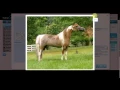 Horsecount - Pedigree