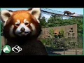 Building a RED PANDA Habitat with Overpasses in the Elm Hill City Zoo Planet Zoo