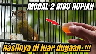 racikan khusus cucak jenggot u0026 kapas tembak paling corrr dooor 