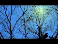 British Woodland Birdsongs