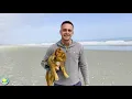 Please Keep Dogs Leashed on the Beach