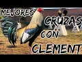 you cross with Clement elpoderdelpollo2342