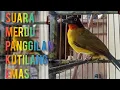 Download Lagu SUARA BURUNG KUTILANG EMAS BETINA MEMANGGIL MANGGIL JANTAN